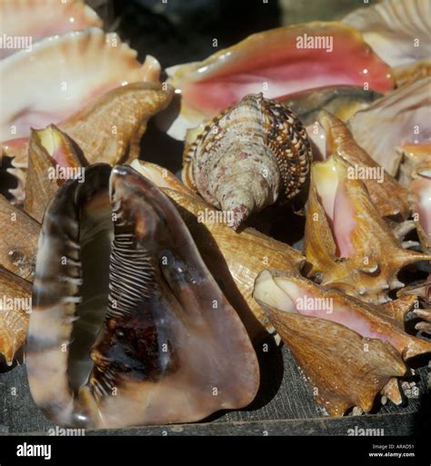 Toradh íomhá ar Large Sea Shells