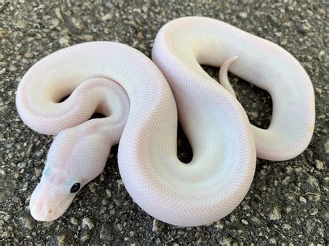 Yellow Ball Python Snake Eye に対する画像結果