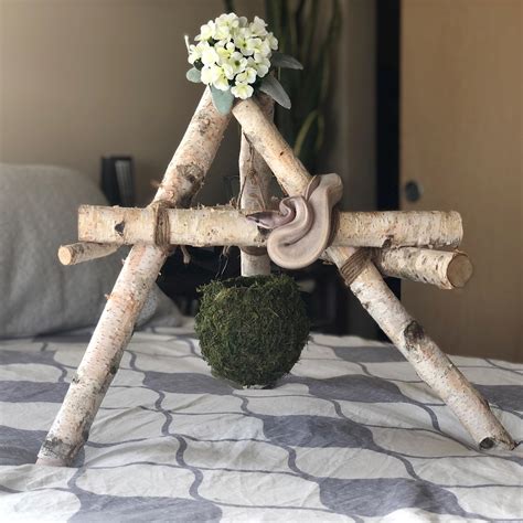 Image result for Ball Python Climbing Platform