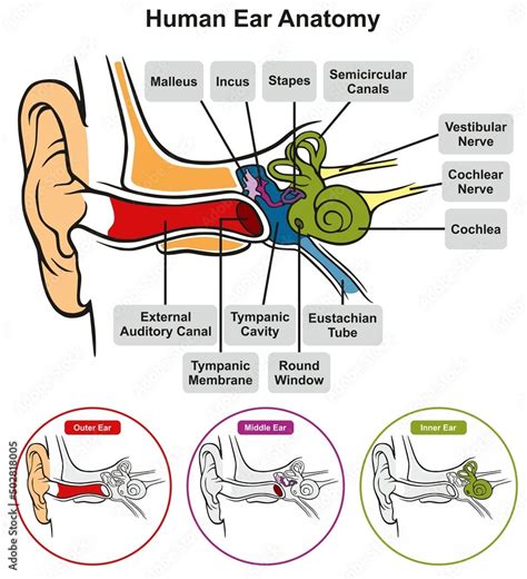 Structure of the Outer Part of the Skin માટે ઇમેજ પરિણામ