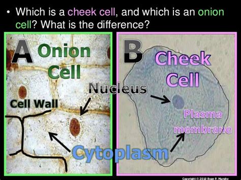 Human Cheek Cell Diagram Labeled Manual