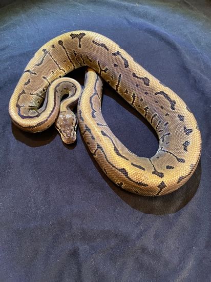 Image result for Leopard Pinstripe Ball Python