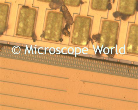 Image result for 5MP Microscope Camera Image Cells