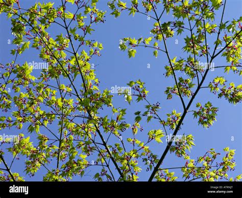 Image result for Acer Japanese Maple Tree Root System