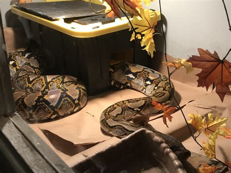 Toradh íomhá ar Reticulated Python Morphs Chart