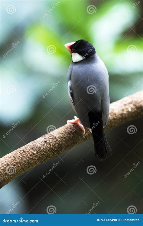Image result for Java Sparrow Tree