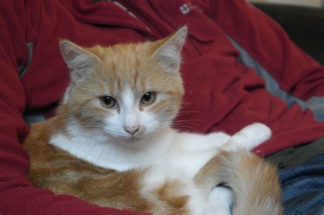 Image result for Tigger Roo Star