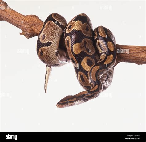 Python Snake Making Twist Around に対する画像結果