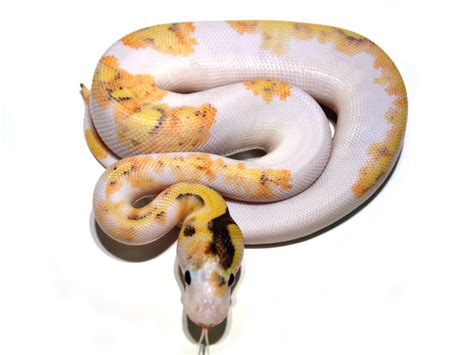 Toradh íomhá ar Ball Python Fire