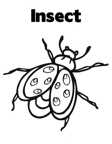 Image result for Insect Colouring