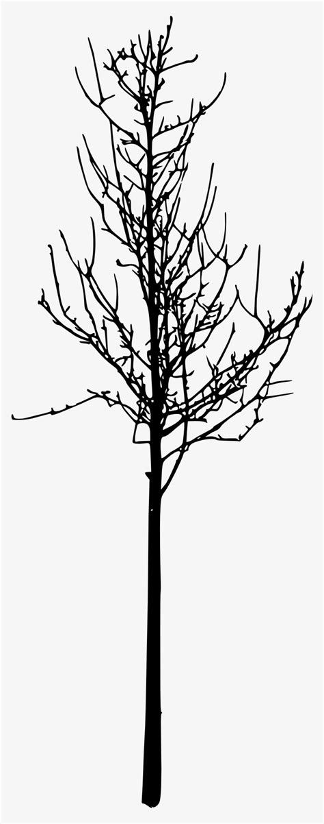 Image result for Simple Leafless Tree