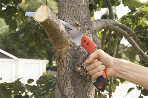 Image result for How to Cut Down a Tree Limb