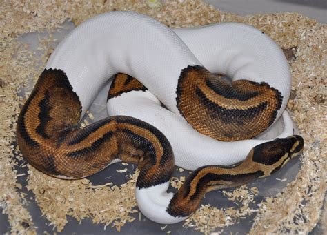 Afbeeldingsresultaten voor White Python Brown Spots