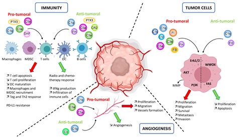 Image result for Complement System Blockers