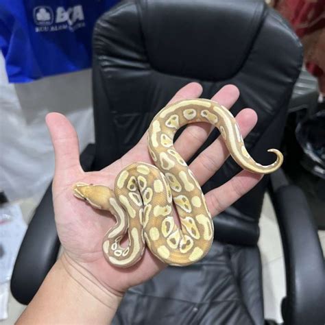 Banana Butter Lesser Ball Python に対する画像結果