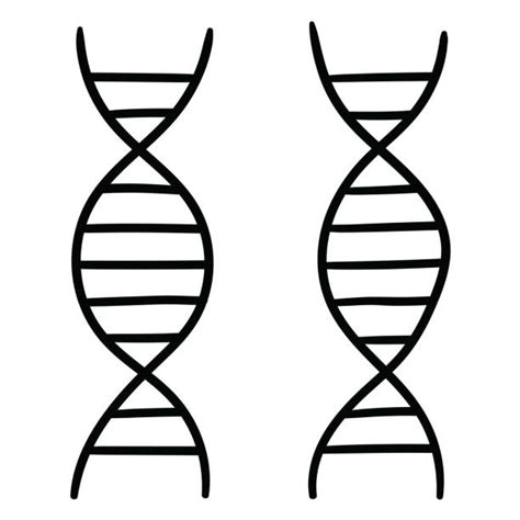 Image result for How to Draw a DNA Strand