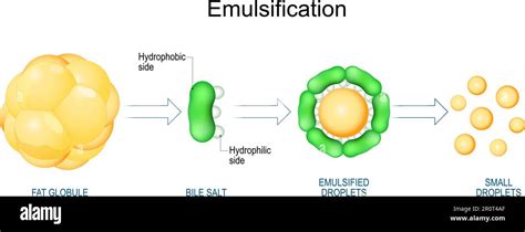 Image result for Emulsification Process Diagram