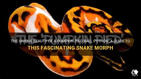 Image result for Pumpkin Pie Ball Python