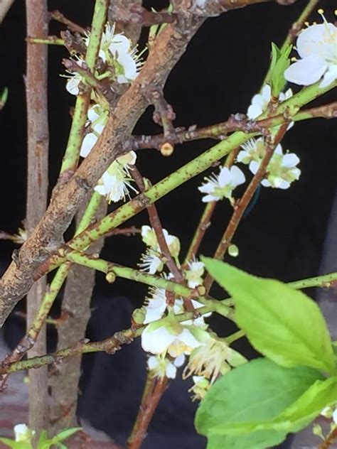 Plum Flower Disection に対する画像結果