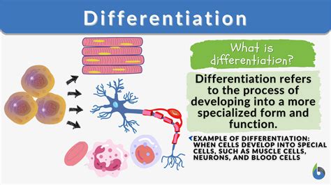 Image result for Differentiation