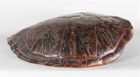 Fat Turtle Shell に対する画像結果