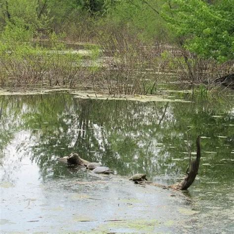SoftShell Turtle に対する画像結果