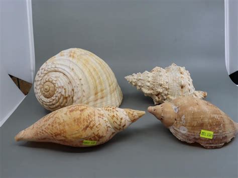 Toradh íomhá ar Large Sea Shells