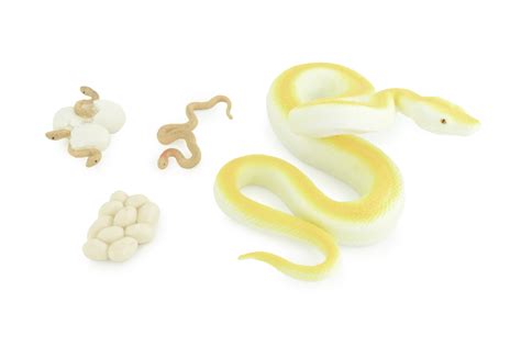 Python Life Cycle Kids に対する画像結果