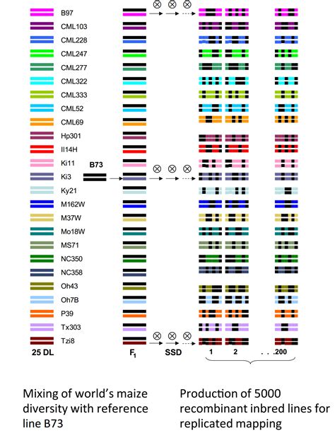 Image result for Genetic Maps