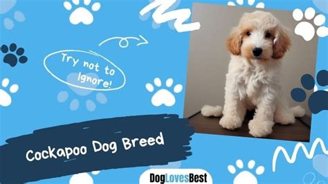 Cockapoo Dog Breed に対する画像結果