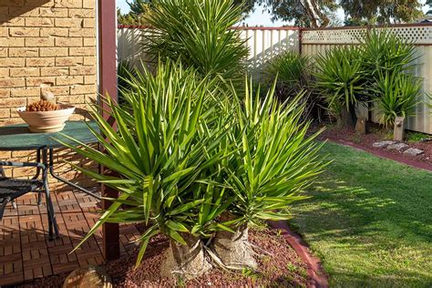 Image result for How to Propagate an Outdoor Yucca