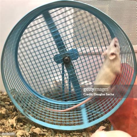 Mouse Running Around に対する画像結果