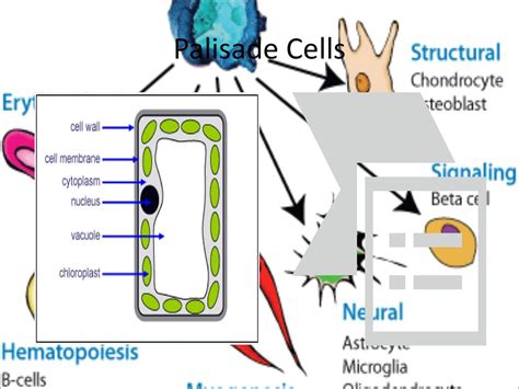 Image result for Palisade Cellen