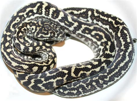 Afbeeldingsresultaten voor Axanthic Jungle Carpet Python