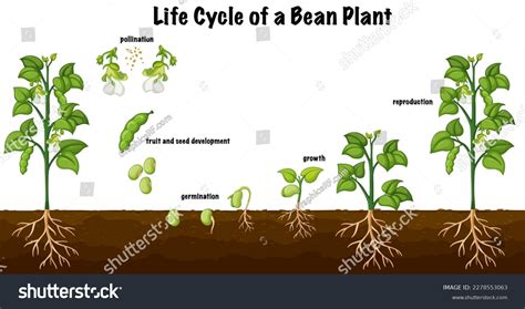 Spring Bean Life Cycle Animation に対する画像結果