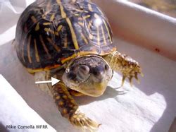 Image result for Box Turtle Shell Damage ROM Fungi