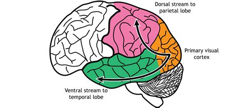 Afbeeldingsresultaten voor Visual Processing System