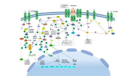 Afbeeldingsresultaten voor Cell Signaling Cascade