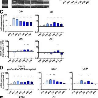 Image result for Complement Factor B siRNA