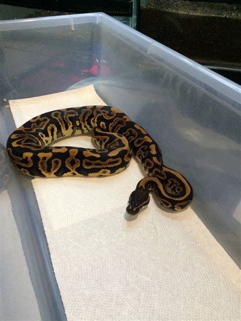 Image result for Ball Python Weis Cute