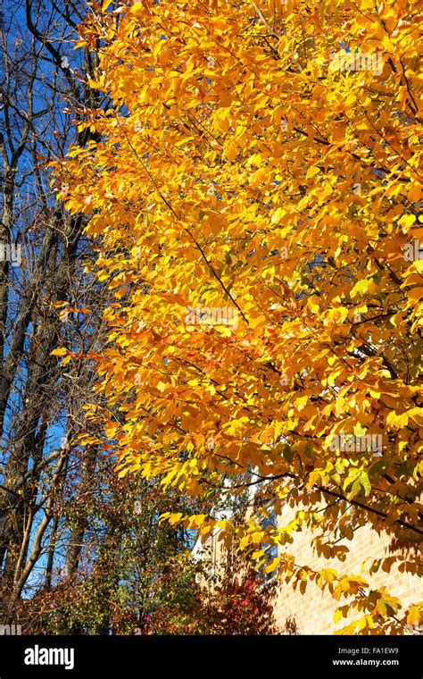 Toradh íomhá ar Elm Tree Fall Color