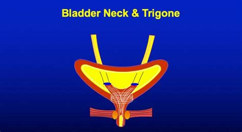 Image result for Bladder Neck and Trigone
