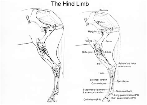 Image result for Hind Limb in Python