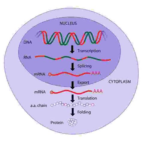 Image result for Protein Biosynthesis