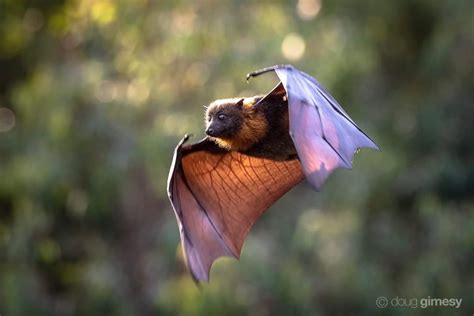 Image result for Bat Static Detector Camera
