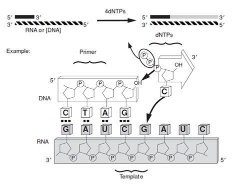 Reverse Transcriptase DNA Polymerase に対する画像結果