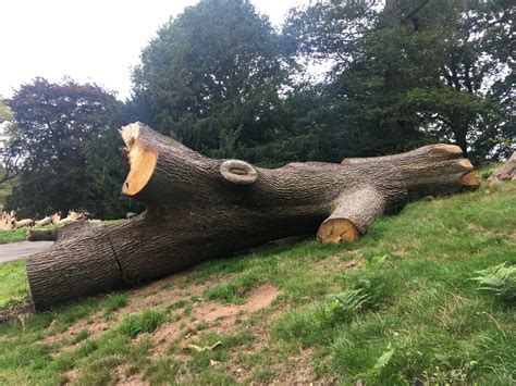 Toradh íomhá ar Large Tree Log