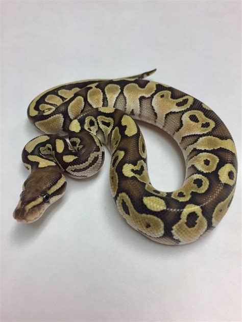 Image result for Lesser Ball Python Blue Eyes