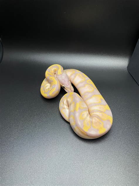 Image result for Coral Glow Axanthic Ball Python