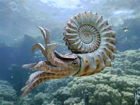 Image result for Ext Int Sea Animals